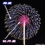紫芯菊先青銀乱