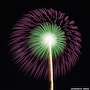 八重芯紫菊