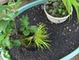 二重鉢にすると保水効果が高まります