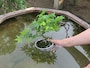 苔玉ごと浸します