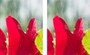 左の元の写真に比べてFacebookにアップロードした写真は色がつぶれている。
