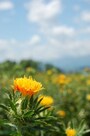山形県の花「紅花」