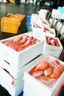 福井県で大敷網体験