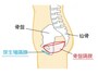 骨盤底