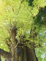 時瀬の大イチョウ