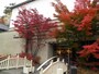 「片岡鶴太郎美術館」
