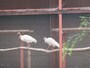 トキ保護センターのトキ
