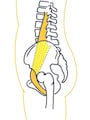 psoas