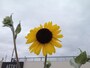 日の丸構図で取った写真