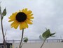 三分割法を用いた写真