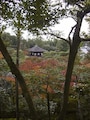 銀閣寺の紅葉
