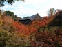 東福寺の紅葉