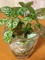 ダイソーの観葉植物