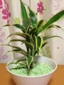 ダイソーの観葉植物