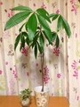 ダイソーの観葉植物