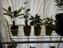 100均の観葉植物