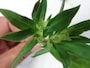 りんどう（生花）葉っぱ部分