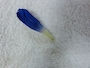 りんどう（生花）花部分