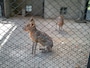 「桐生が岡動物園」