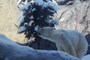「旭山動物園」