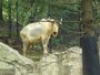 「よこはま動物園ズーラシア」