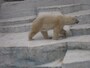 天王寺動物園のホッキョクグマ