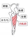 内転筋