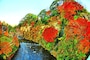 紅葉の養老渓谷懸崖境