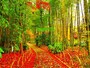 紅葉の修善寺温泉「竹林の小径」