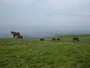 阿蘇・草千里にたたずむ馬たち