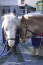 pony