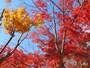 なんとも言えぬ赤や黄色の葉美しい
