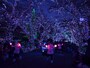 17時には点灯する瞬間をみられるライトオンパレードが行われる