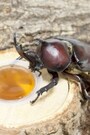 エサ台を使うのもイイ方法