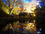 高遠城址公園の夜桜