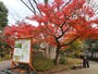 この紅葉を見たら中に入りたくなる