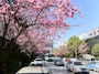 sakura