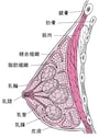 乳房の構造