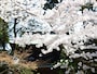 円覚寺三門(山門)と桜