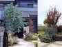 カラーリーフ植栽