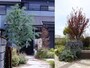 カラーリーフ植栽