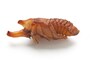 見た目と違って、実は結構動くカブトムシのサナギ