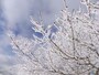 御在所岳の樹氷（2）