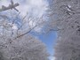 御在所岳の樹氷（8）