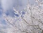 御在所岳の樹氷（2）