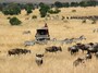 gnu