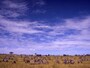 savanna