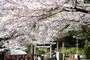 葛原岡神社参道の桜