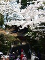 円覚寺　山門と桜