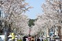 植え替え後の段葛(2018年3月29日撮影)